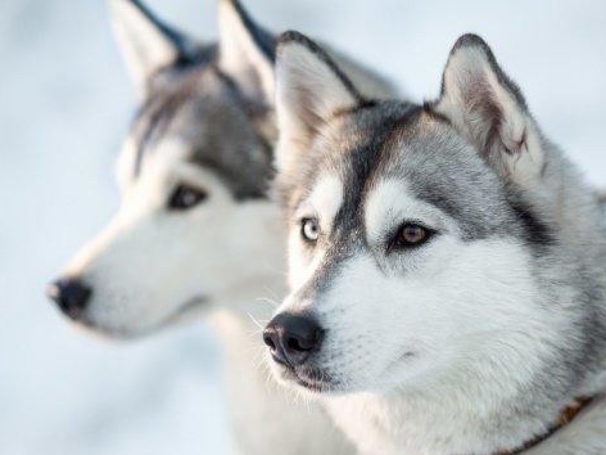a close up of a dog